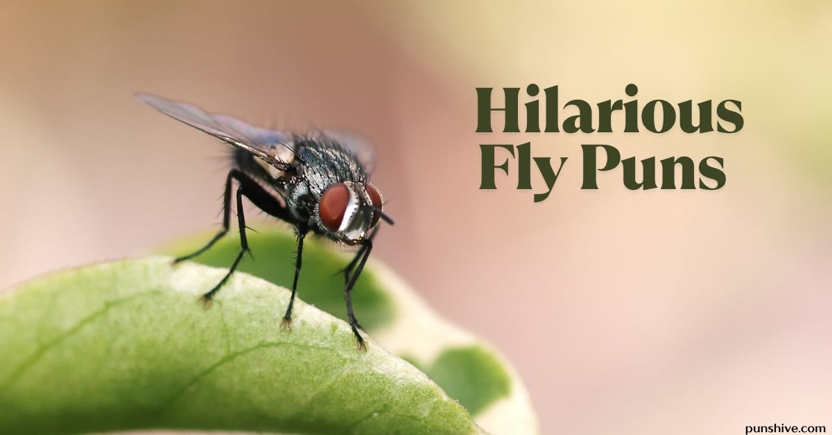 Hilarious Fly Puns