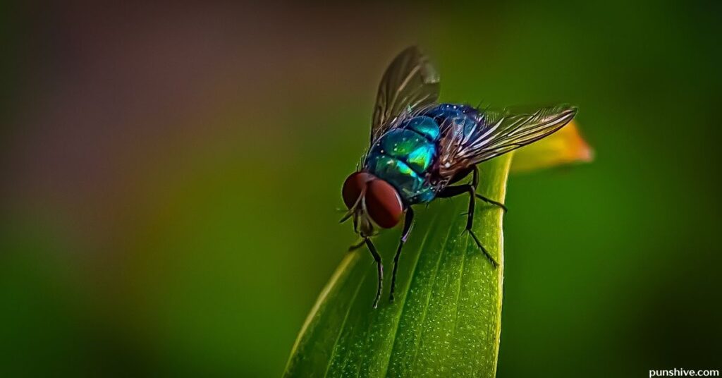 House fly puns