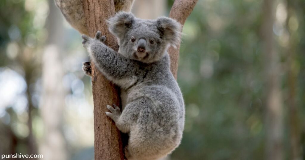 Koala Puns for Valentine’s Day