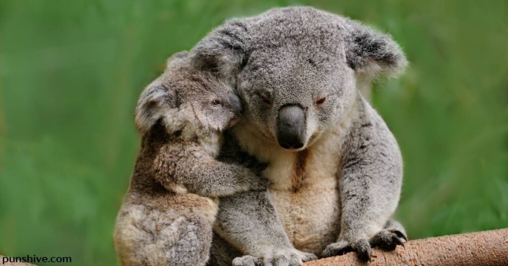 Koala Puns One Liners