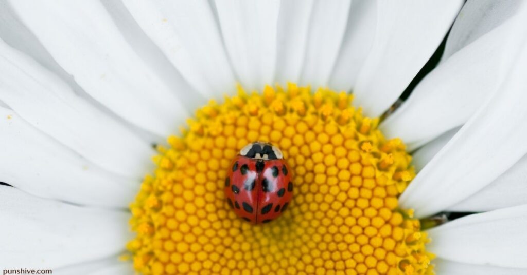 Ladybug Puns One-Liners