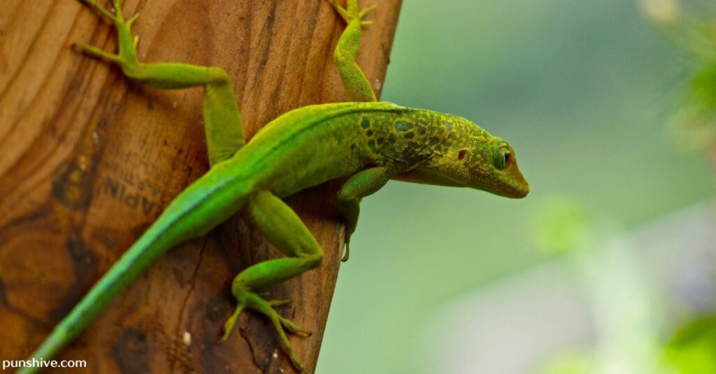Lizard puns one-liners