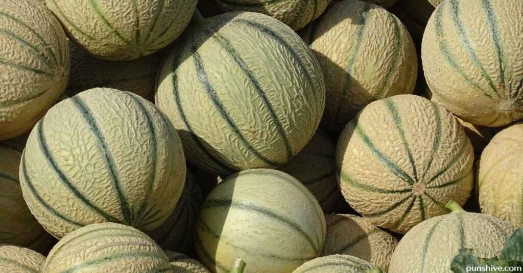 Melon Pun One-Liners
