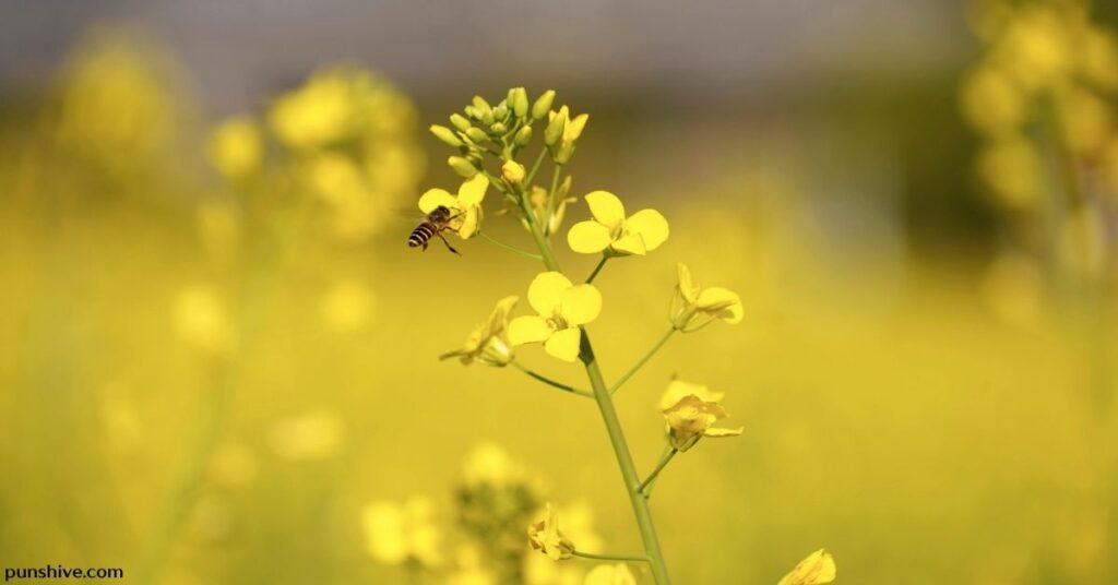 Mustard Pun One-Liners