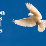 Pigeon Puns And Jokes