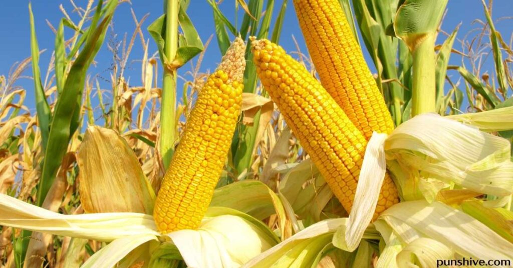 Popular Corn Pun
