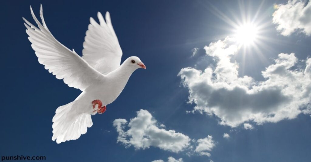 Popular Pigeon Puns