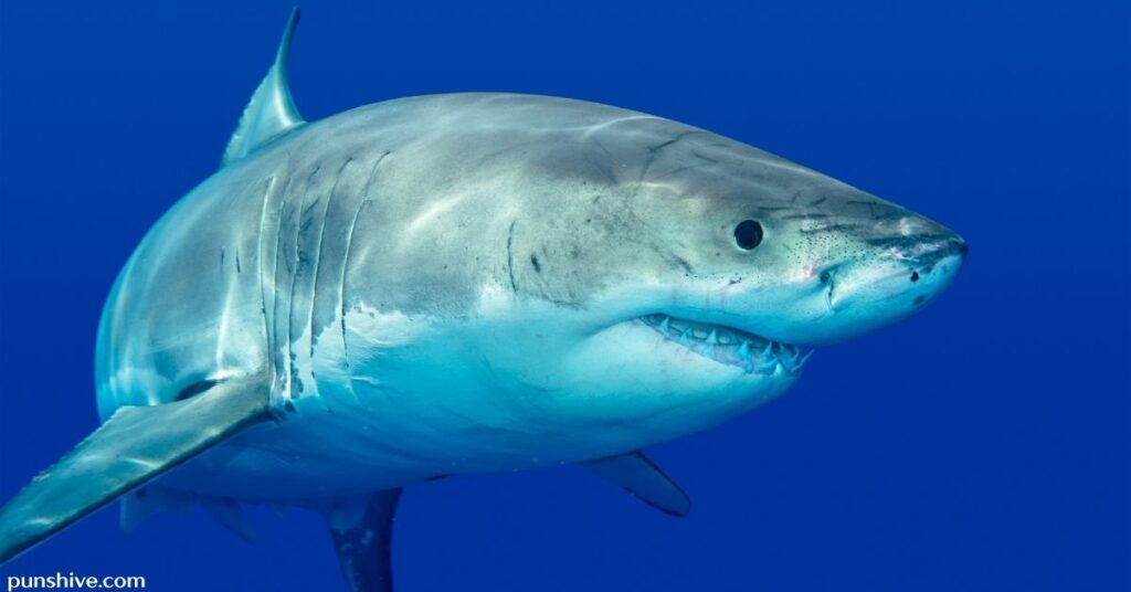 Shark birthday pun