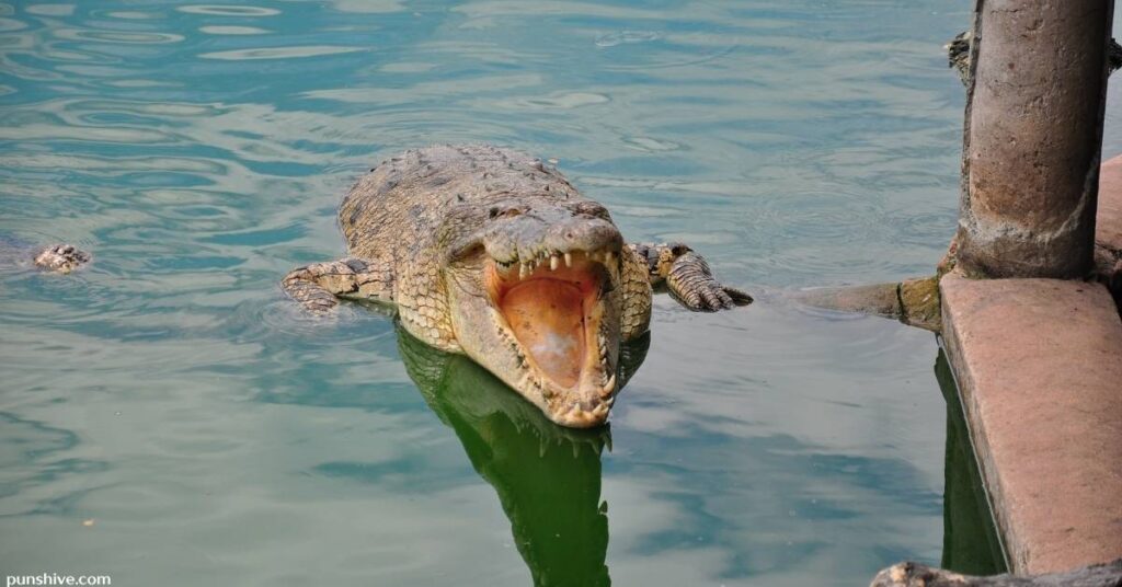 Short Crocodile Puns