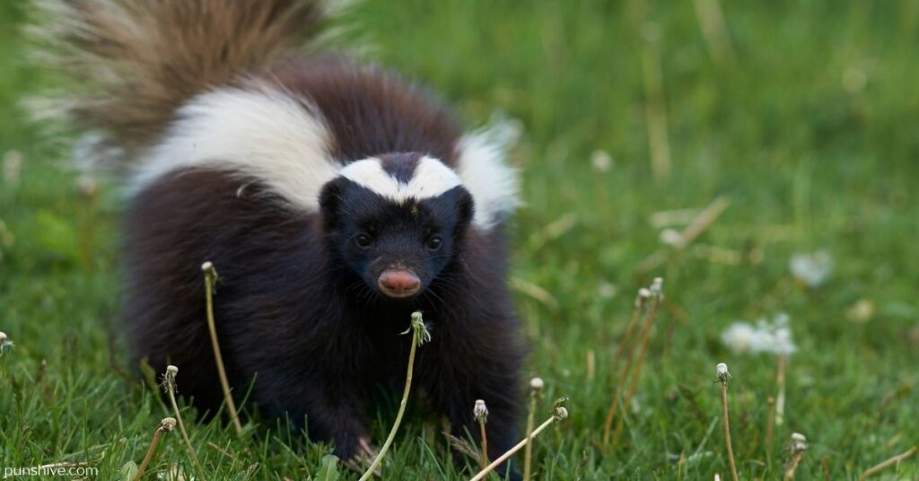 Funny Skunk Puns and Jokes