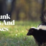 Skunk Puns And Jokes