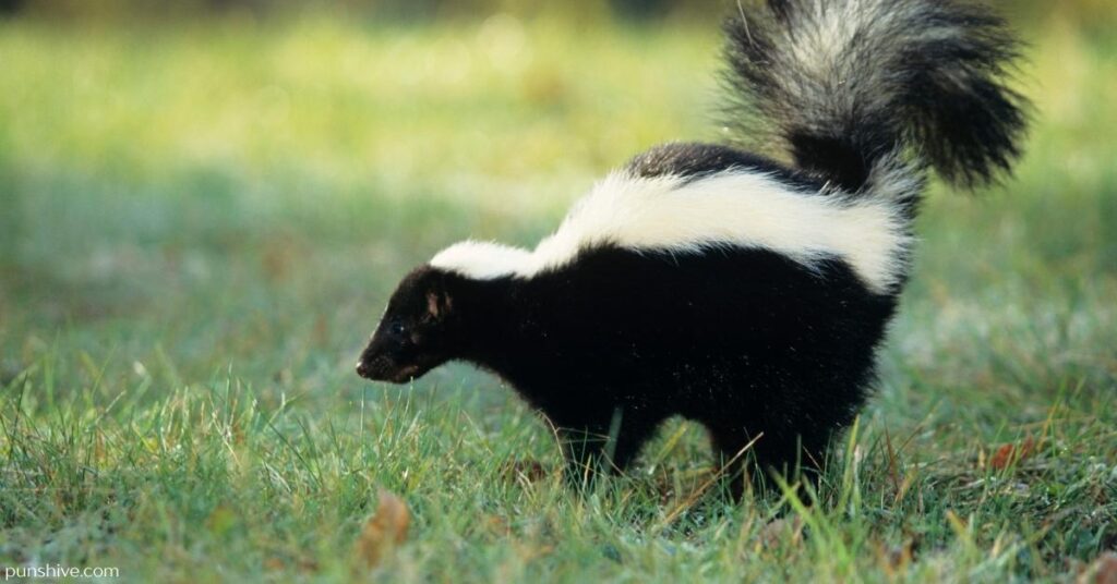 Skunk Puns One Liners