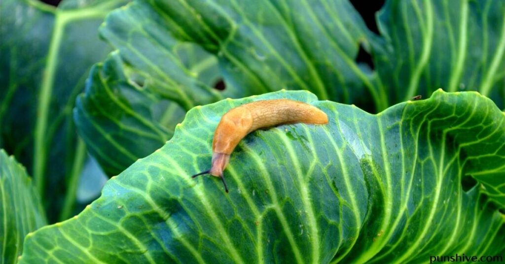 Slug pun one-liners