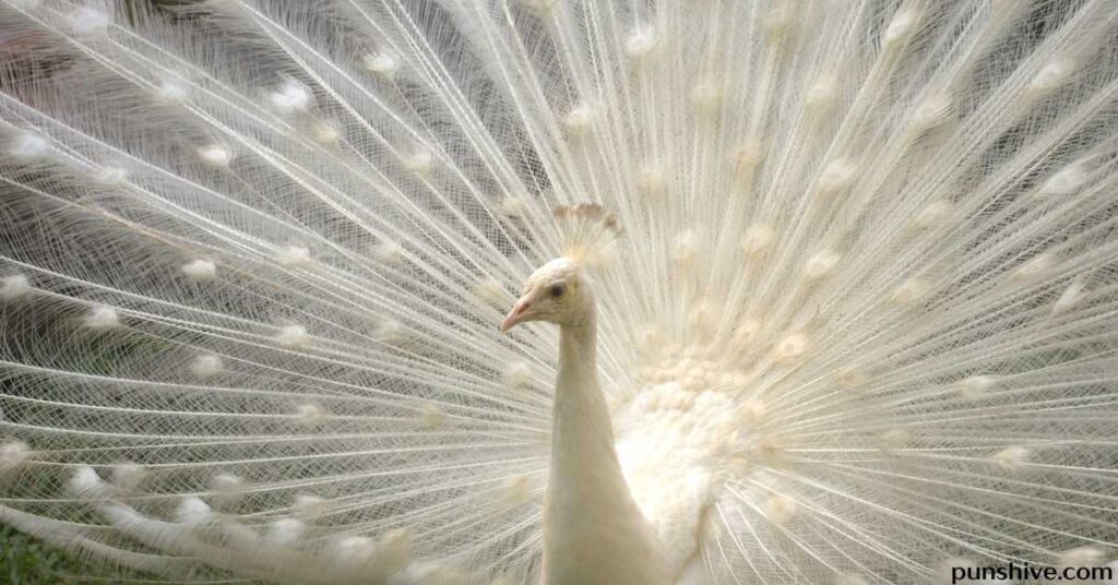 The Appeal of peacock puns