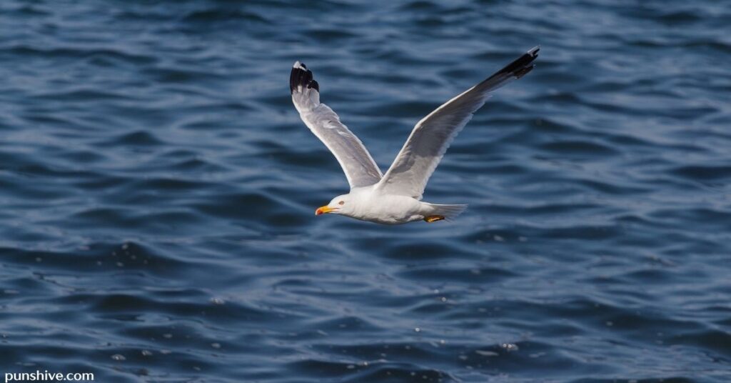 The Impact of Seagull Puns in Culture