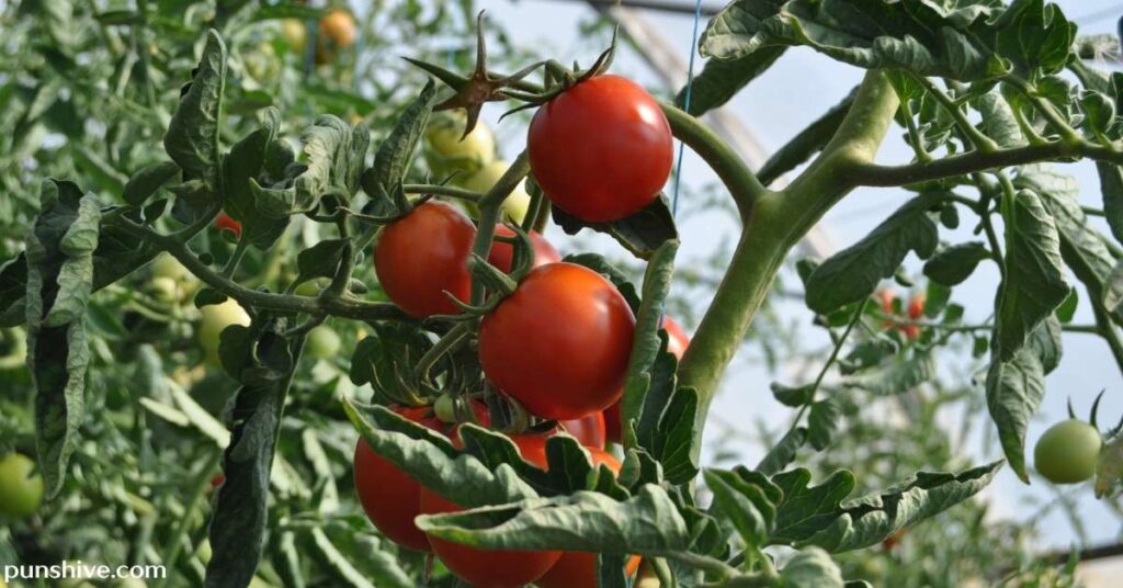 Tomato Pun One-Liners