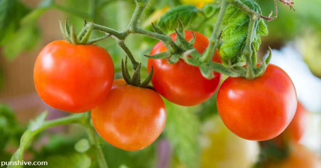 Tomato puns for Instagram captions