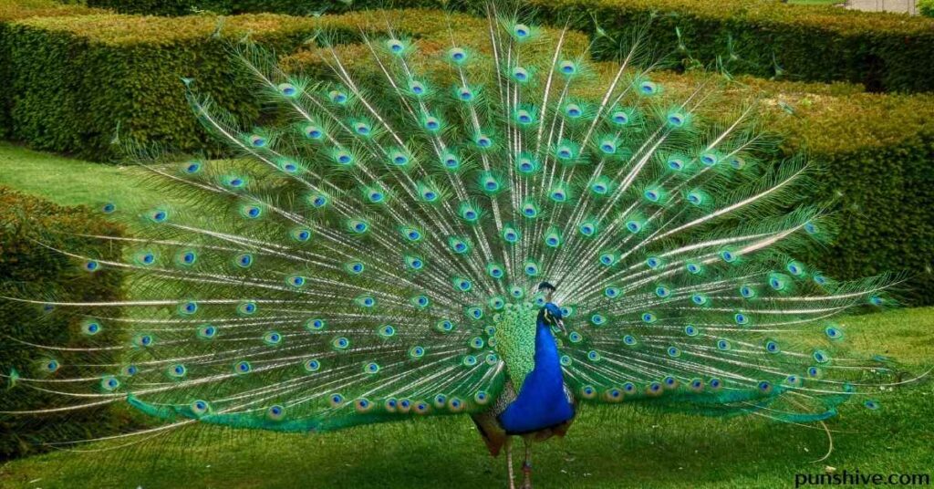 Types of peacock puns