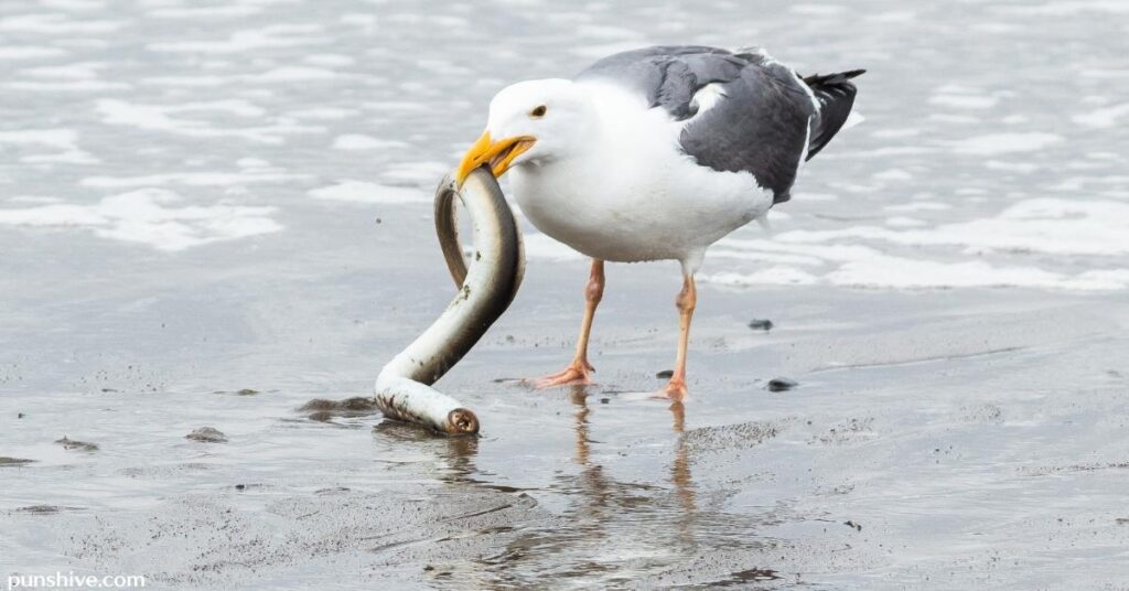 Types of Seagull Puns