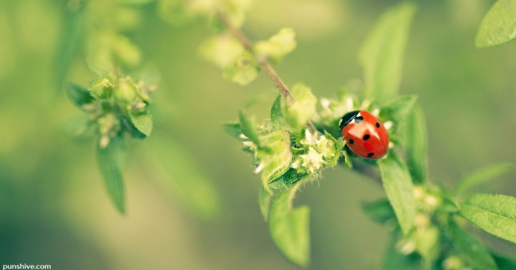 Valentine’s Day Ladybug Puns