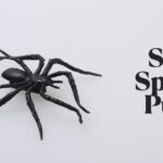 Silly Spider Puns