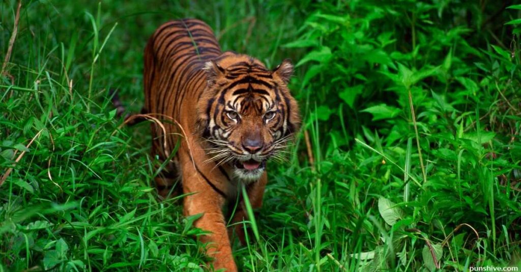 Tiger Puns for Instagram